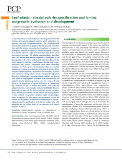Leaf adaxial&ndash;abaxial polarity specification and lamina outgrowth