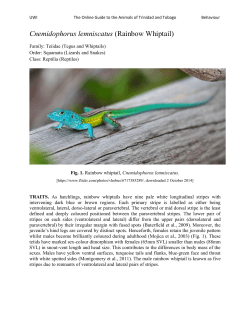 Cnemidophorus lemniscatus (Rainbow Whiptail)