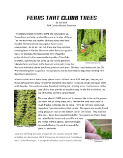 Ferns that Climb Trees - UF/IFAS Extension Polk County