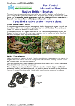 Snakes - Newcastle-Under