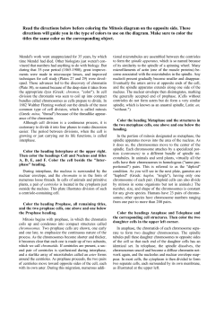 mitosis coloring diagram