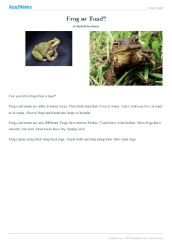 Frog or Toad?