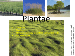 Cordgrass &bull; Reedgrass &bull; Mangrove (woody plant that can