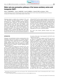 Water and urea permeation pathways of the human excitatory amino