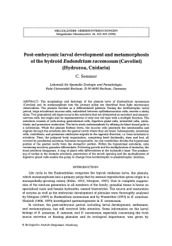 Post-embryonic larval development and metamorphosis of the