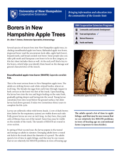 Borers in New Hampshire Apple Trees