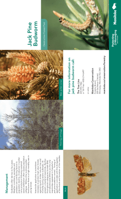 Jack Pine Budworm For more information on jack pine budworm call