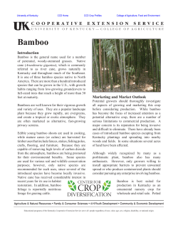 Bamboo - University of Kentucky