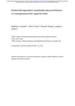 Guided self-organization recapitulates tissue architecture