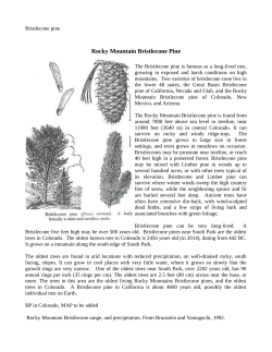 Rocky Mountain Bristlecone Pine