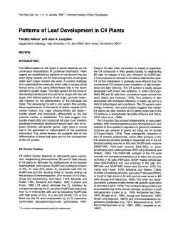 Patterns of Leaf Development in 04 Plants