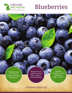 Blueberries - Cultivate Michigan
