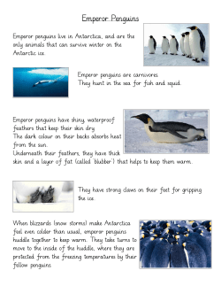 Emperor Penguins
