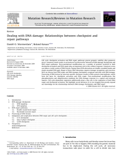 Dealing with DNA damage: Relationships between checkpoint and