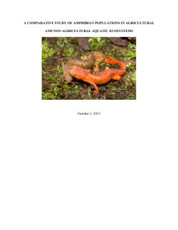 A COMPARATIVE STUDY OF AMPHIBIAN POPULATIONS IN