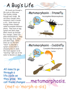 All insects go through a life cycle as they grow. We call these