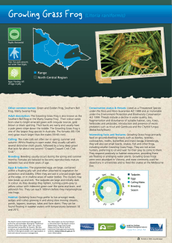 Growling Grass Frog - Connecting Country
