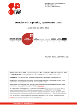 Iranolacerta zagrosica, Zagros Mountain Lacerta