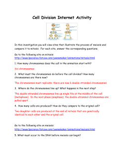 Cell Division Internet Activity