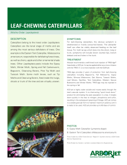 leaf-chewing caterpillars