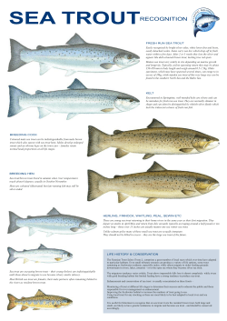 sea trout - The Wild Trout Trust