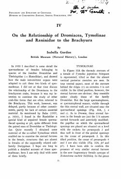 IV On the Relationship of Dromiacea, Tymolinae and Raninidae to