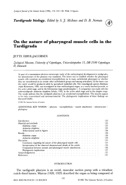 On the nature of pharyngeal muscle cells in the Tardigrada
