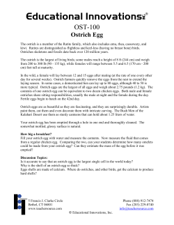Ostrich Egg - Educational Innovations