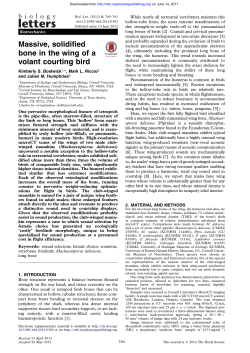 Massive, solidified bone in the wing of a volant courting bird