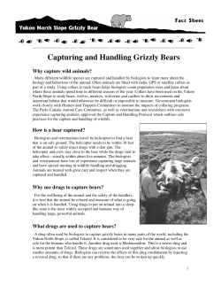 Capturing and Handling Grizzly Bears