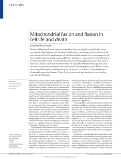 Mitochondrial fusion and fission in cell life and death