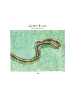 garter snake - Four Rivers Charter Public School