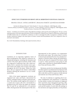 Effect of cytokinins on shoot apical meristem in Nicotiana tabacum
