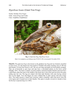 Hypsiboas boans (Giant Tree Frog)