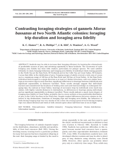 Contrasting foraging strategies of gannets Morus bassanus at two