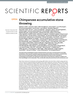 Chimpanzee accumulative stone throwing