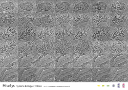 MitoSys Systems Biology of Mitosis EU 7th FraMEwork PrograMME