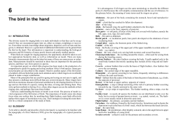 The bird in the hand