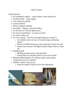 Order Cetacea Characteristics
