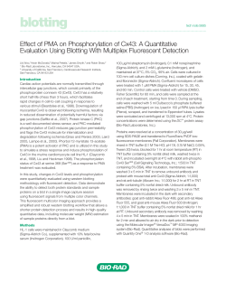 Effect of PMA on Phosphorylation of Cx43 - Bio-Rad