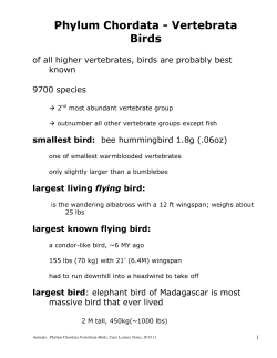 Phylum Chordata - Vertebrata Birds