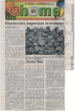 Blueberries important to economy