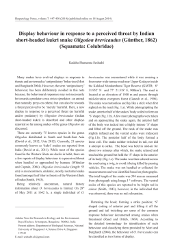 Display behaviour in response to a perceived threat by Indian short