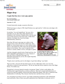 Hippo deep