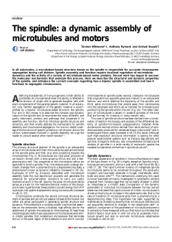 The spindle: a dynamic assembly of microtubules