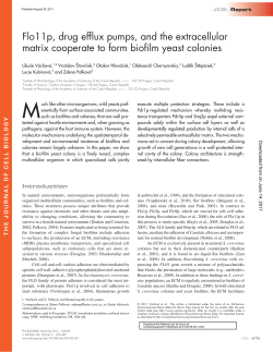 Flo11p, drug efflux pumps, and the extracellular matrix cooperate to