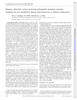 Pituitary adenylate cyclase-activating polypeptide maintains