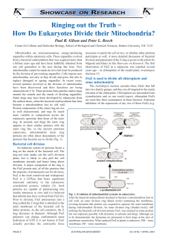 Ringing out the Truth How Do Eukaryotes Divide their Mitochondria?