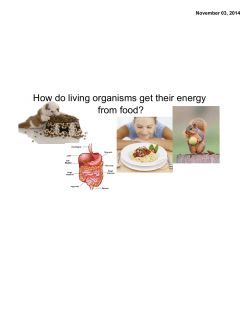 How do living organisms get their energy from food?