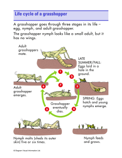Life cycle of a grasshopper